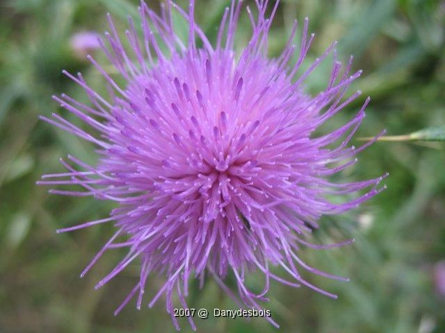 Cirsium Arvense
